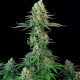 Green Mountain Genetics Seeds - Auto Flower And Feminized Packs Bubble Gum - AF