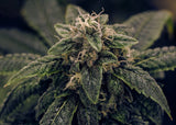 Green Mountain Genetics Seeds - Auto Flower And Feminized Packs Imperial Death Cookies - F