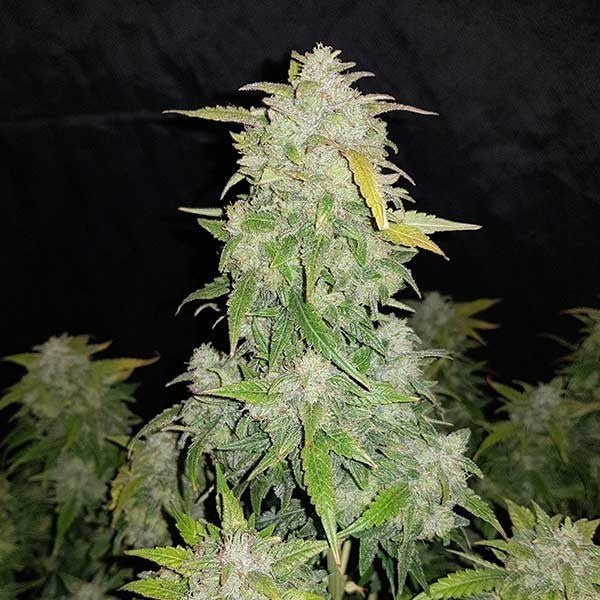 Green Mountain Genetics Seeds - Auto Flower And Feminized Packs Amnesia Haze - AF