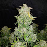 Green Mountain Genetics Seeds - Auto Flower And Feminized Packs