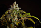 Green Mountain Genetics Seeds - Auto Flower And Feminized Packs Crooked Cobbler - AF