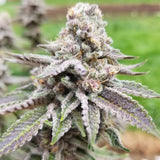 Green Mountain Genetics Seeds - Auto Flower And Feminized Packs