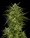 Green Mountain Genetics Seeds - Auto Flower And Feminized Packs Blue Dream - AF