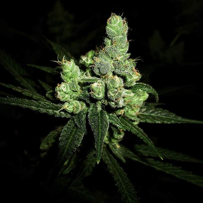 Green Mountain Genetics Seeds - Auto Flower And Feminized Packs Blue Cheese Cobbler - AF