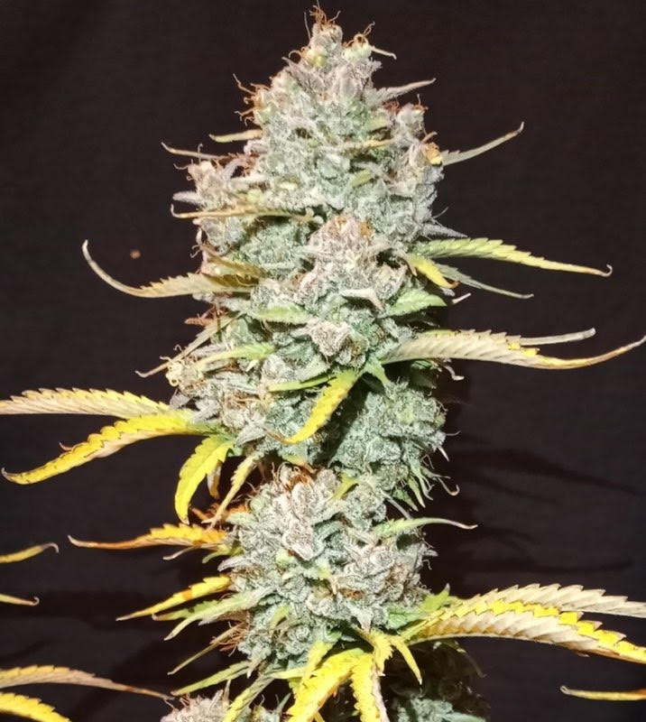 Green Mountain Genetics Seeds - Auto Flower And Feminized Packs Brain Wash - AF