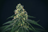 Green Mountain Genetics Seeds - Auto Flower And Feminized Packs Green Crack - AF