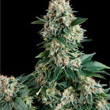Green Mountain Genetics Seeds - Auto Flower And Feminized Packs Natural Disaster - AF
