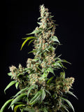 Green Mountain Genetics Seeds - Auto Flower And Feminized Packs Critical Punch - AF