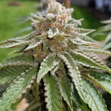Green Mountain Genetics Seeds - Auto Flower And Feminized Packs Strawberry Slurpee - F